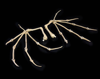 Mythic Legions: Bone Wings